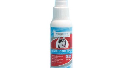 🐶 🦷 보가덴트오일 솔직 후기! 🐶 할인 꿀팁까지!